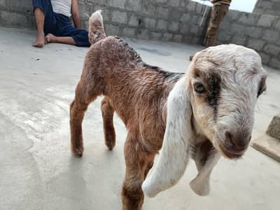 bhai dedh mahine ka baccha hai ful for jamunapari nasl hai Punjab ki