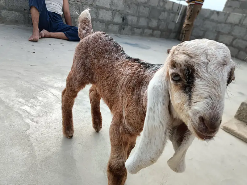 bhai dedh mahine ka baccha hai ful for jamunapari nasl hai Punjab ki