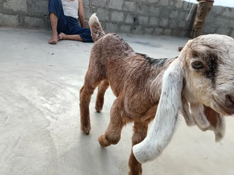 bhai dedh mahine ka baccha hai ful for jamunapari nasl hai Punjab ki — photo 2