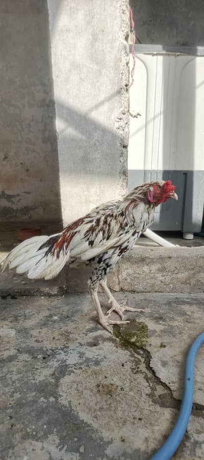 SINDHI ASEEL 12 MONTH AGE HIGHT 2.5  WIGHT3KG