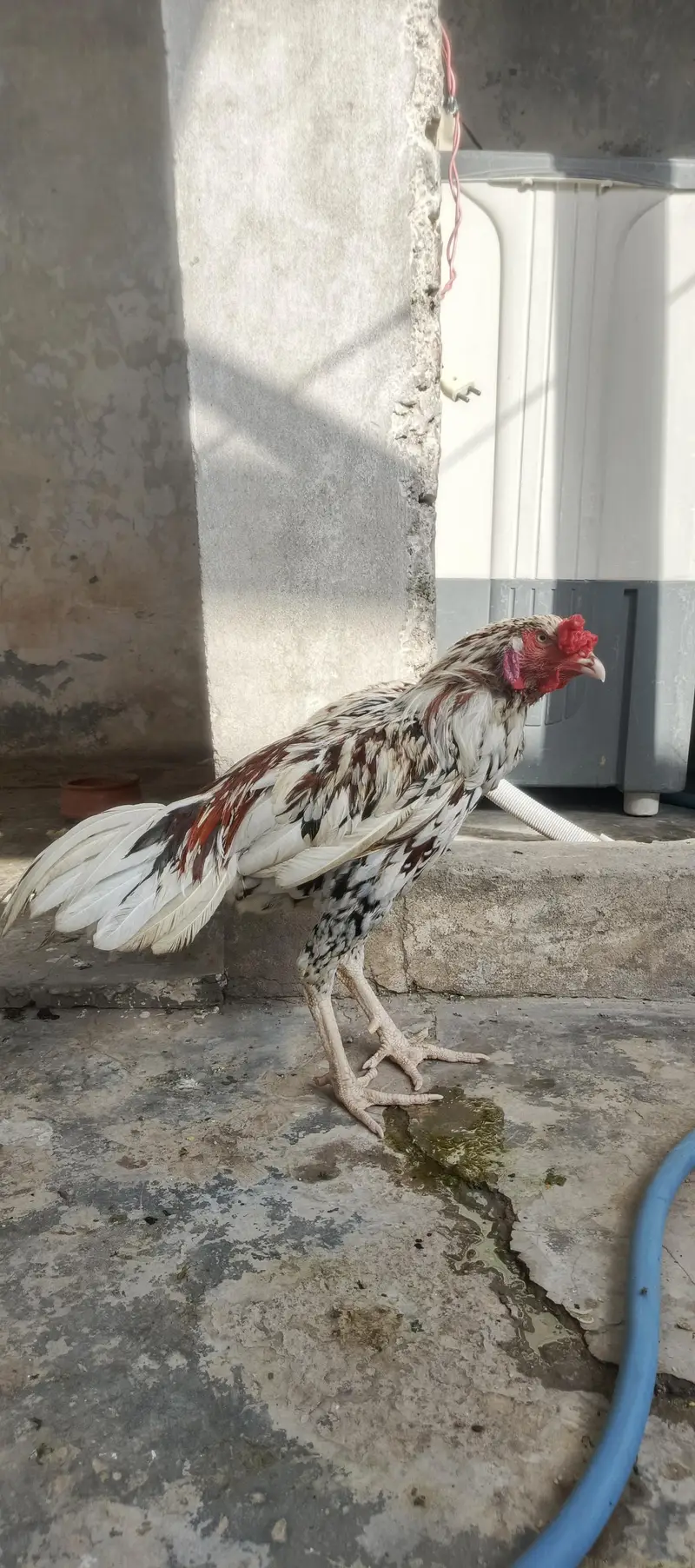 SINDHI ASEEL 12 MONTH AGE HIGHT 2.5  WIGHT3KG
