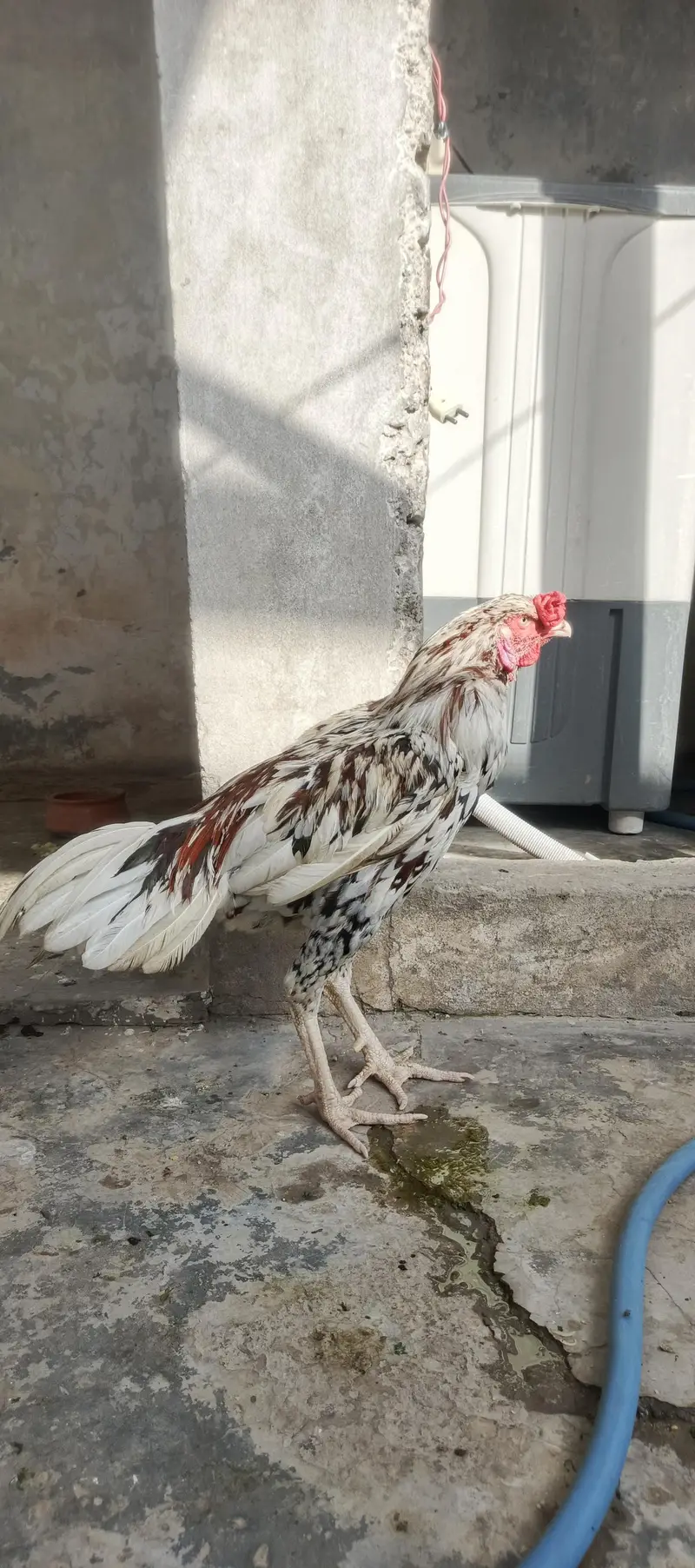 SINDHI ASEEL 12 MONTH AGE HIGHT 2.5  WIGHT3KG — photo 3