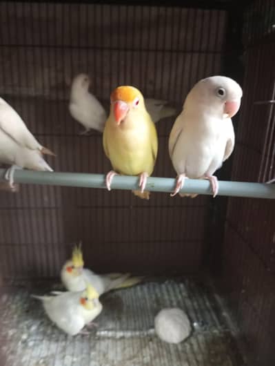 love bird breeder pairs for sale