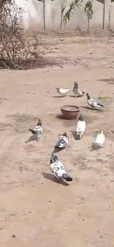 Pakar k kubter
