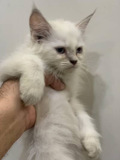 Persian Kittens male female