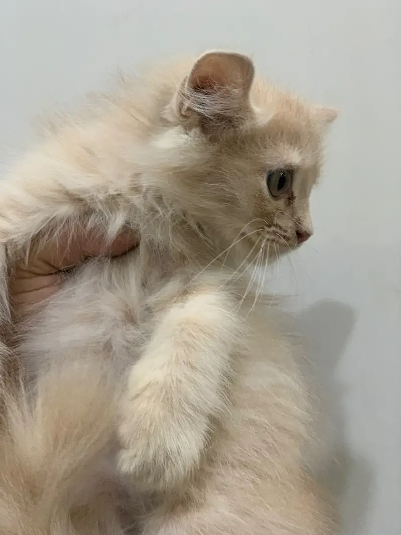Persian Kittens male female — photo 2