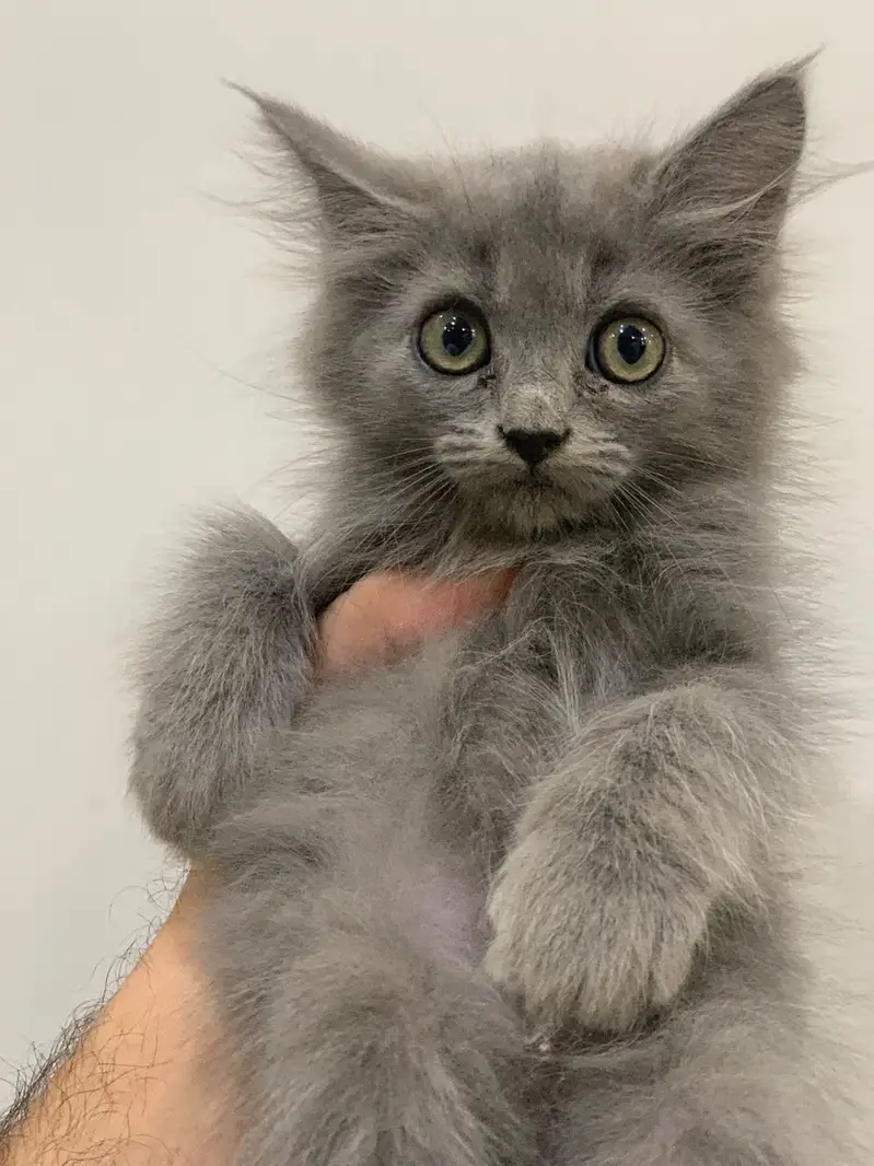 Persian Kittens male female — photo 3