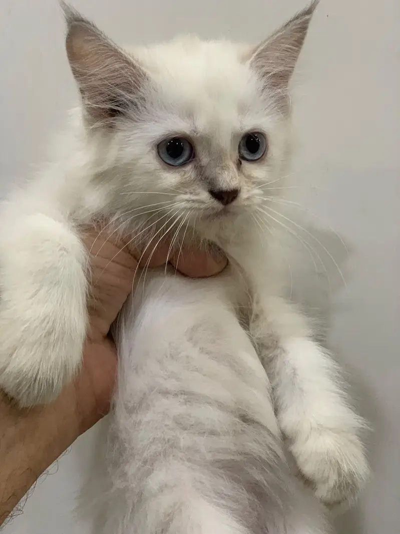 Persian Kittens male female — photo 4