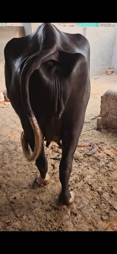 Nili ravi Buffalo