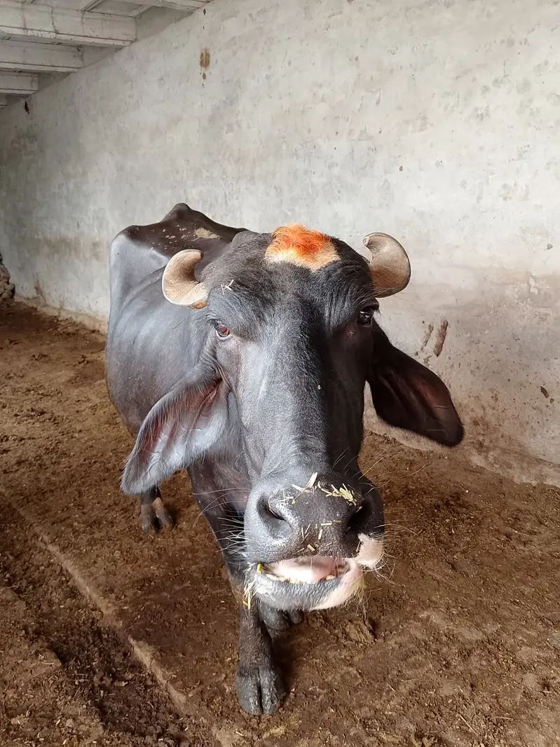 Nili ravi Buffalo — photo 2