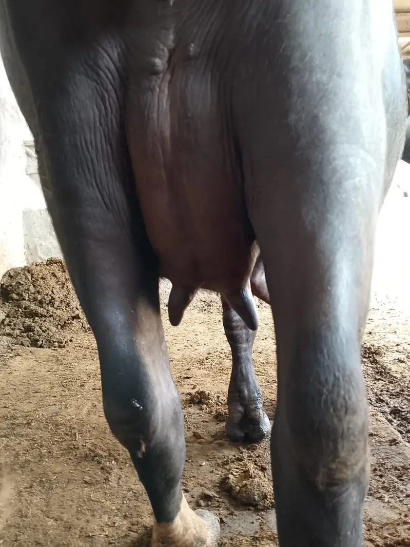 Nili ravi Buffalo — photo 3