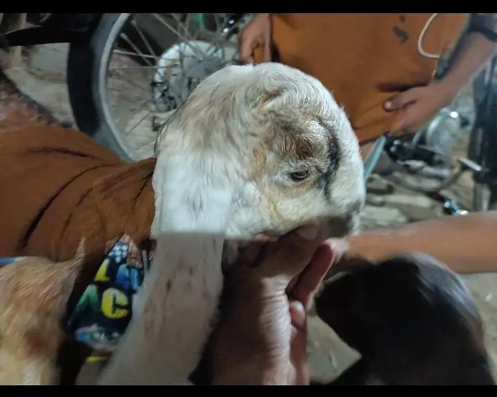 bhai dedh mahine ka baccha hai ful for jamunapari nasl hai Punjab ki — photo 3