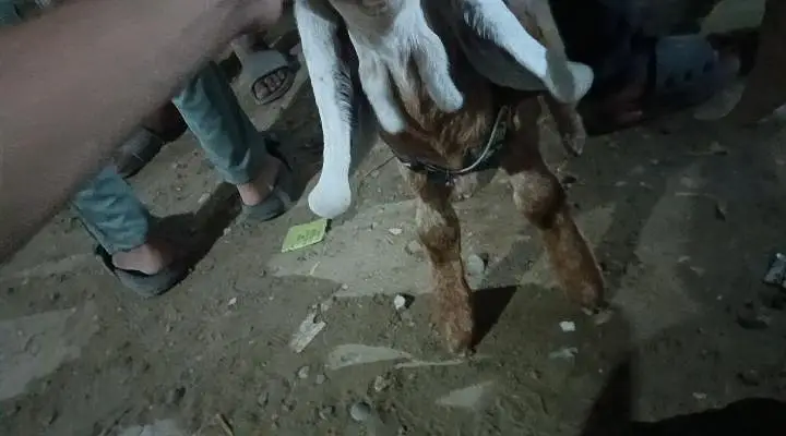 bhai dedh mahine ka baccha hai ful for jamunapari nasl hai Punjab ki — photo 4