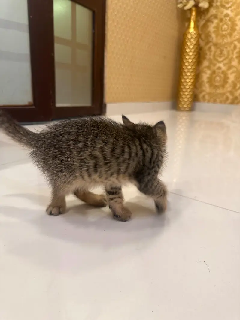 Persian Double Coated — photo 5