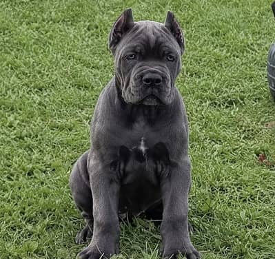 IMPORTED CANE CORSO PUPPY HIGH QUALITY  AVAILABLE
