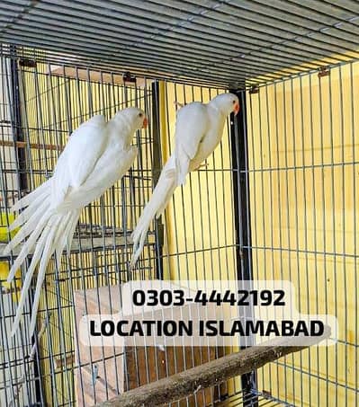 white ringneck breeder pair long LENGTHY super quality