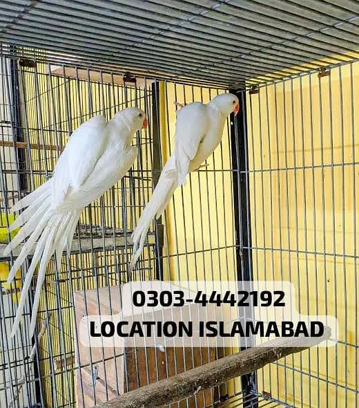white ringneck breeder pair long LENGTHY super quality