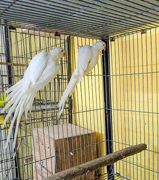 white ringneck breeder pair long LENGTHY super quality — photo 2