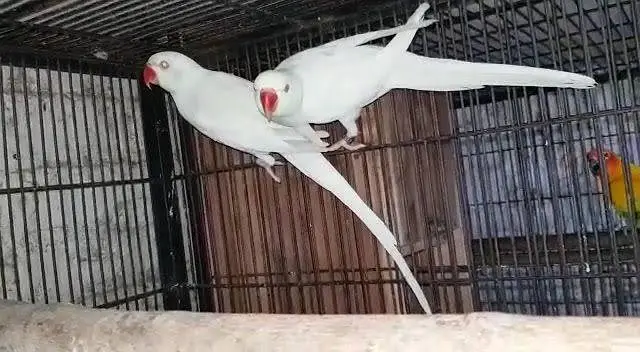 white ringneck breeder pair long LENGTHY super quality — photo 3