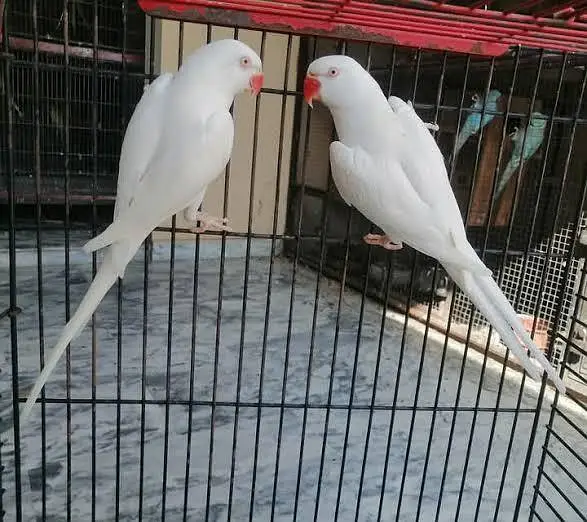 white ringneck breeder pair long LENGTHY super quality — photo 4