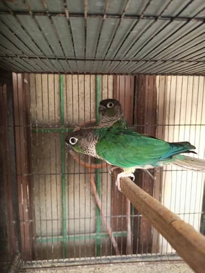 Blue Turquoise Double factor male/Black Chest, Feet female