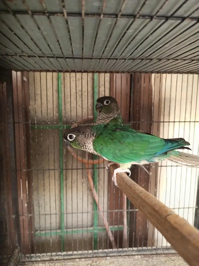Blue Turquoise Double factor male/Black Chest, Feet female