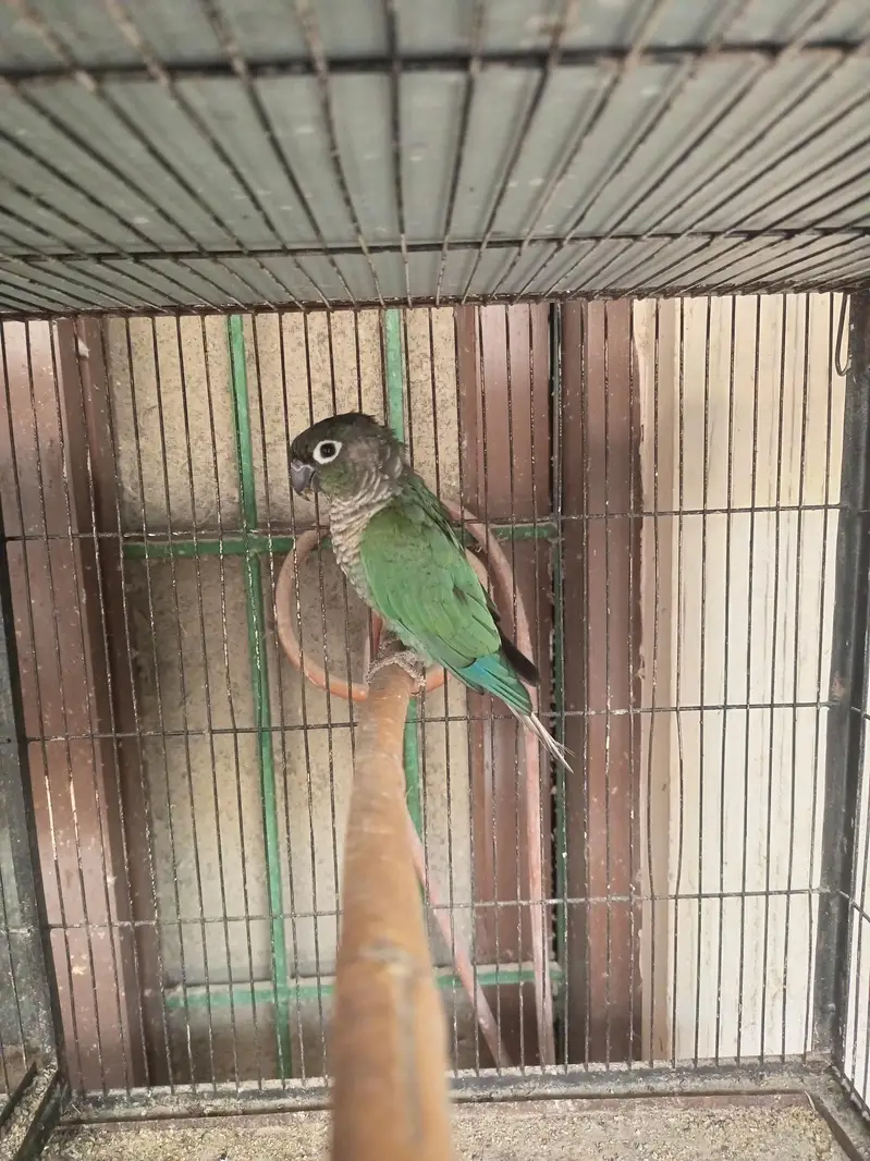 Blue Turquoise Double factor male/Black Chest, Feet female — photo 3