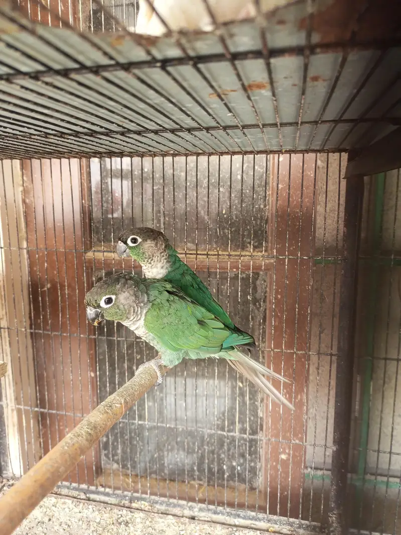 Blue Turquoise Double factor male/Black Chest, Feet female — photo 4