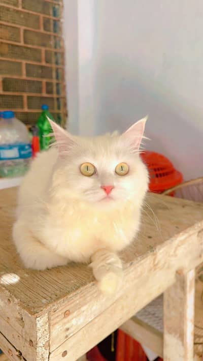 persion cat