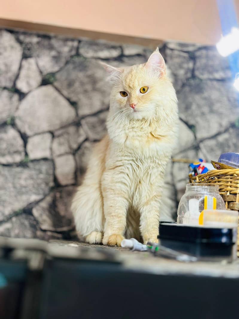 persion cat 1