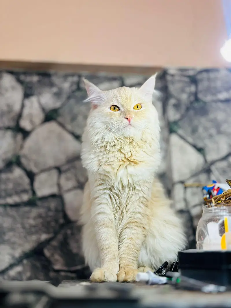 persion cat — photo 3