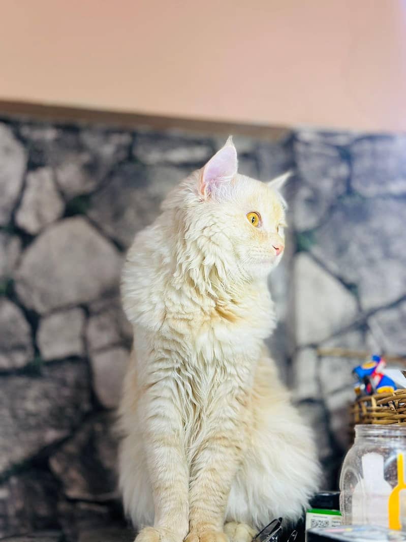 persion cat 3