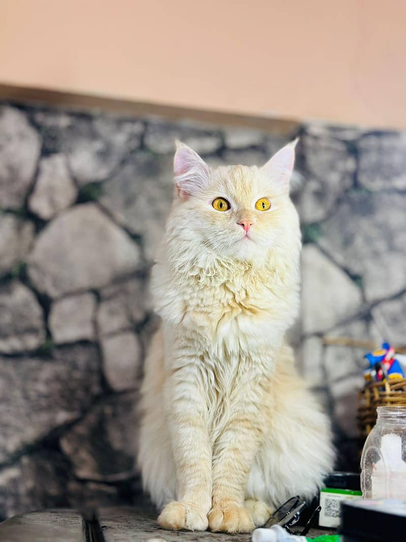 persion cat 4
