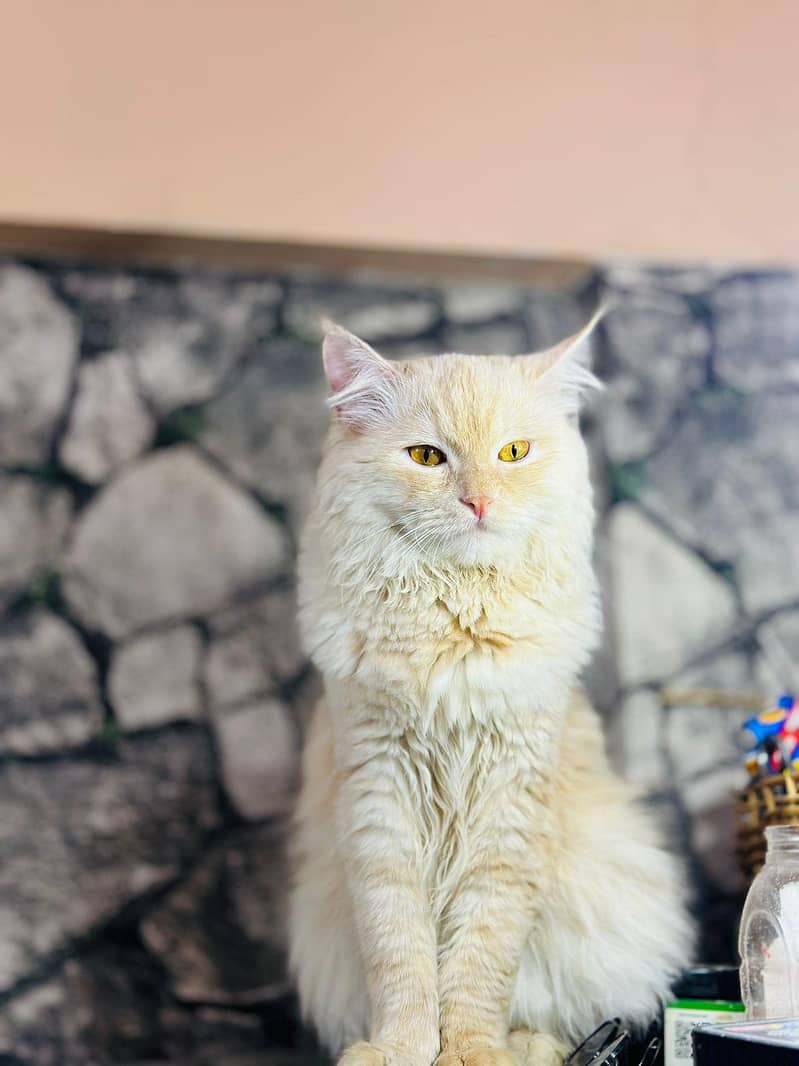 persion cat 5