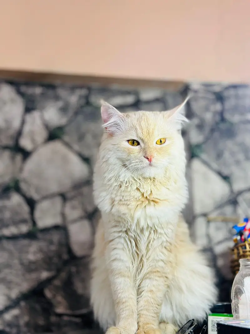 persion cat — photo 6