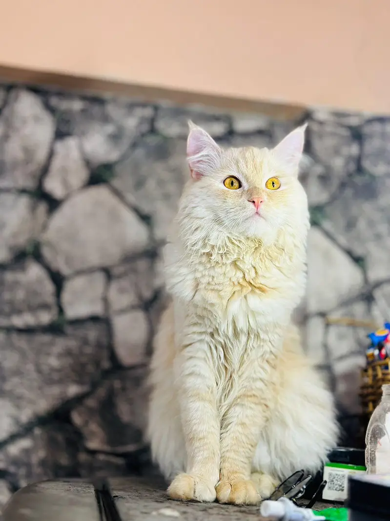 persion cat — photo 7