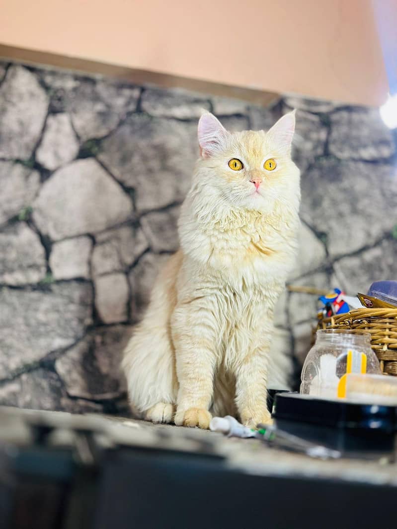 persion cat 7
