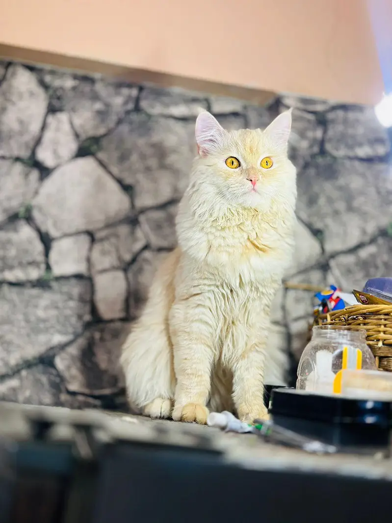 persion cat — photo 8