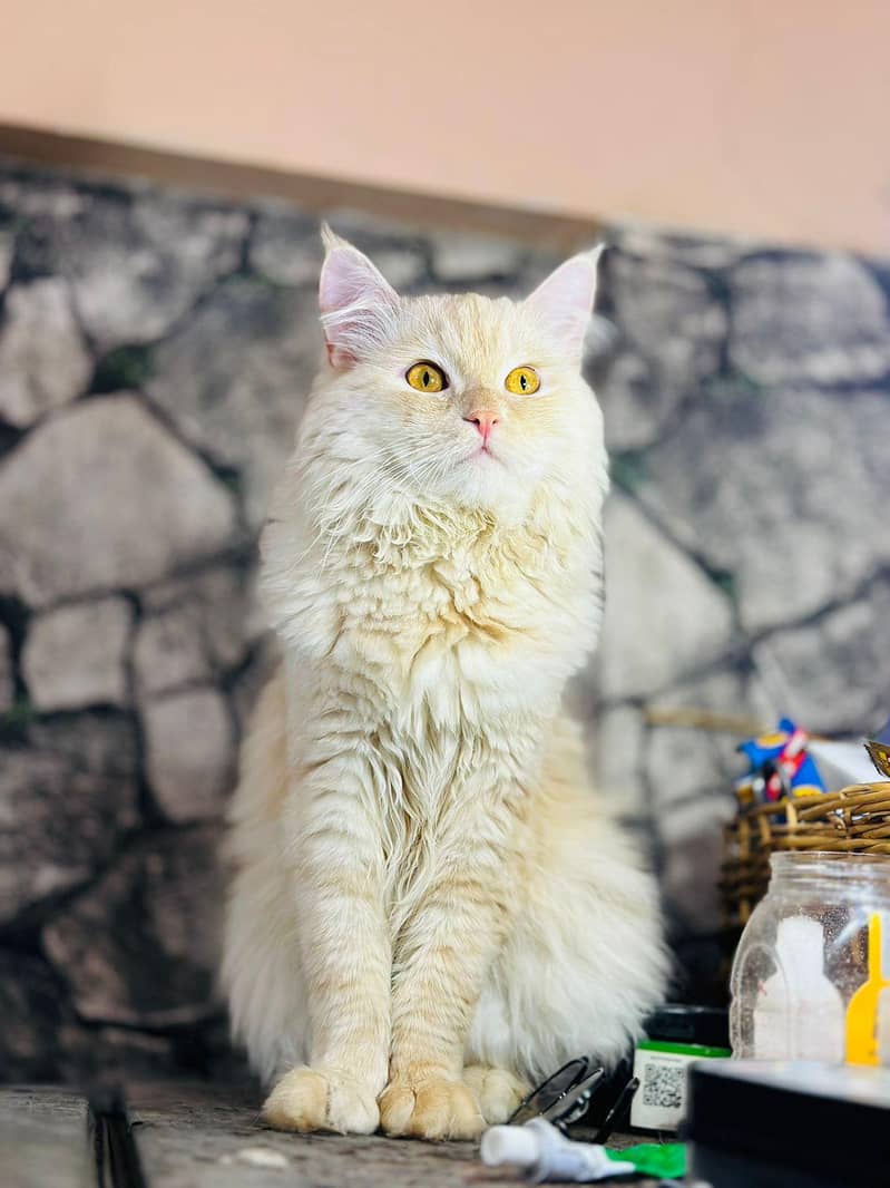 persion cat 8