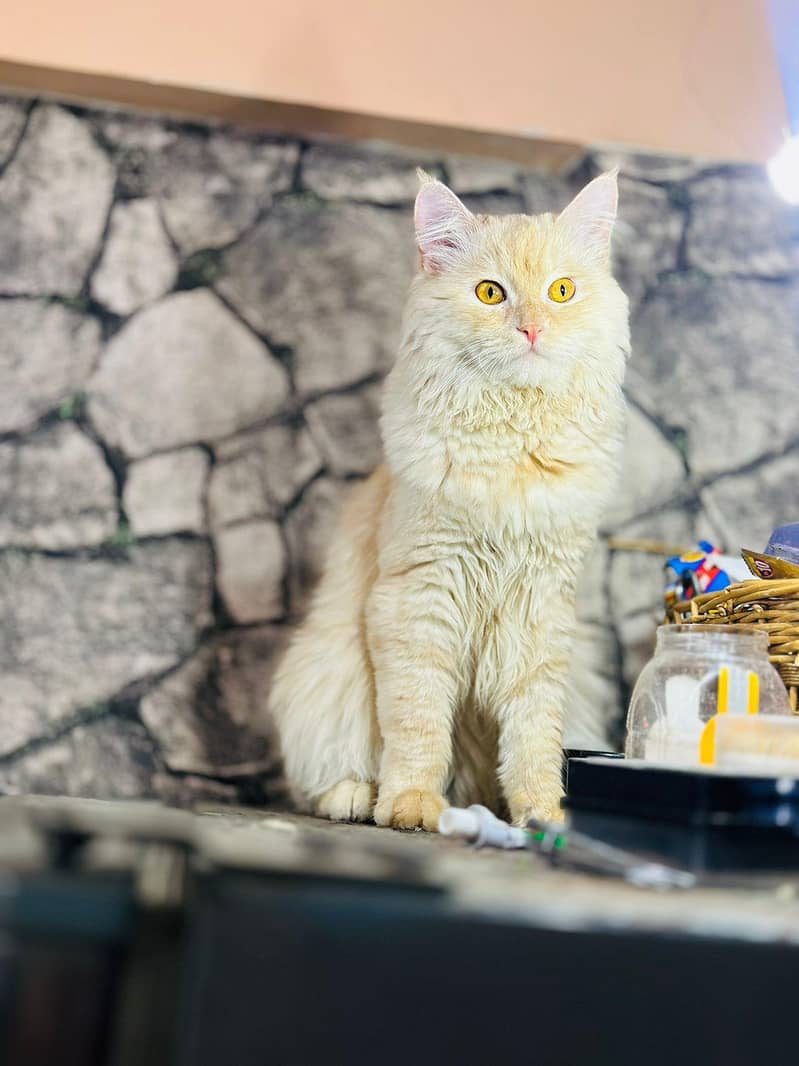 persion cat 9