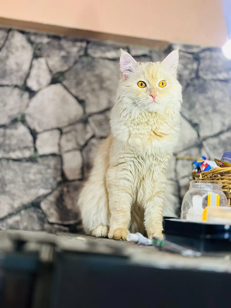 persion cat — photo 10