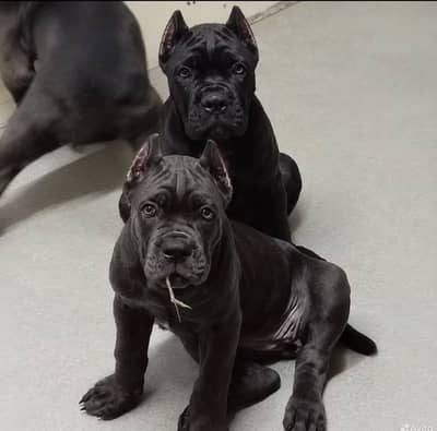 IMPORTED CANE CORSO PUPPIES AVAILABLE FOR SALE