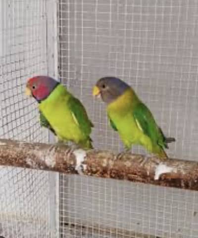 Plum Head breeder pair