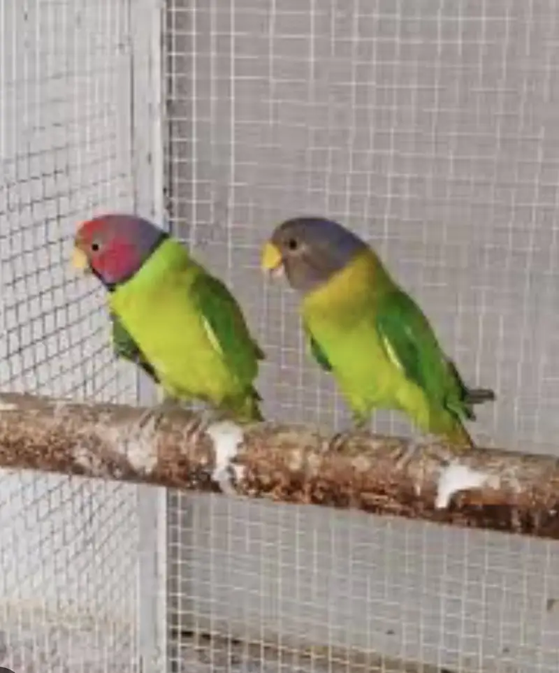 Plum Head breeder pair