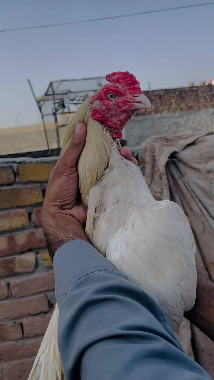 Heera Boski breeder and chicks