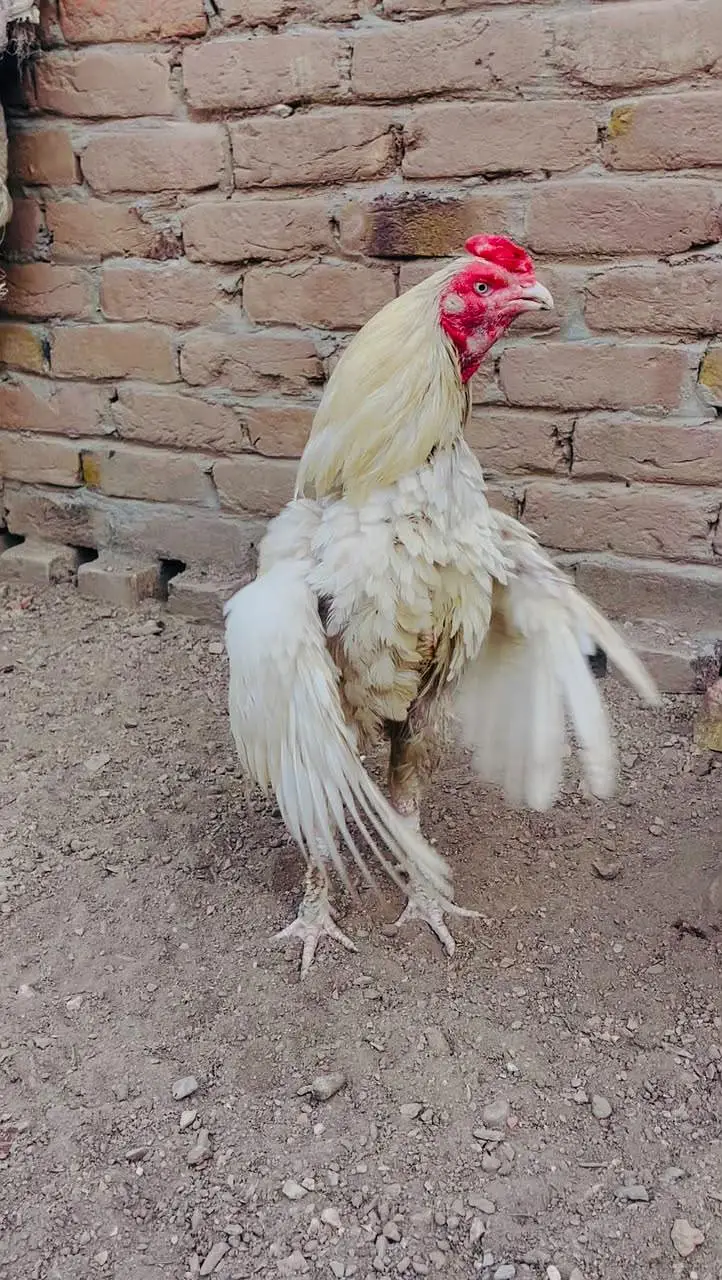 Heera Boski breeder and chicks — photo 2
