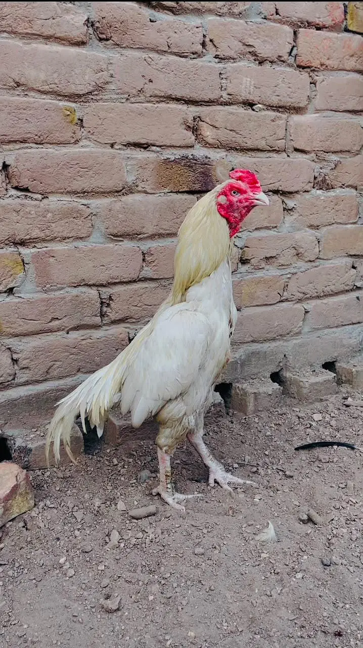 Heera Boski breeder and chicks — photo 3