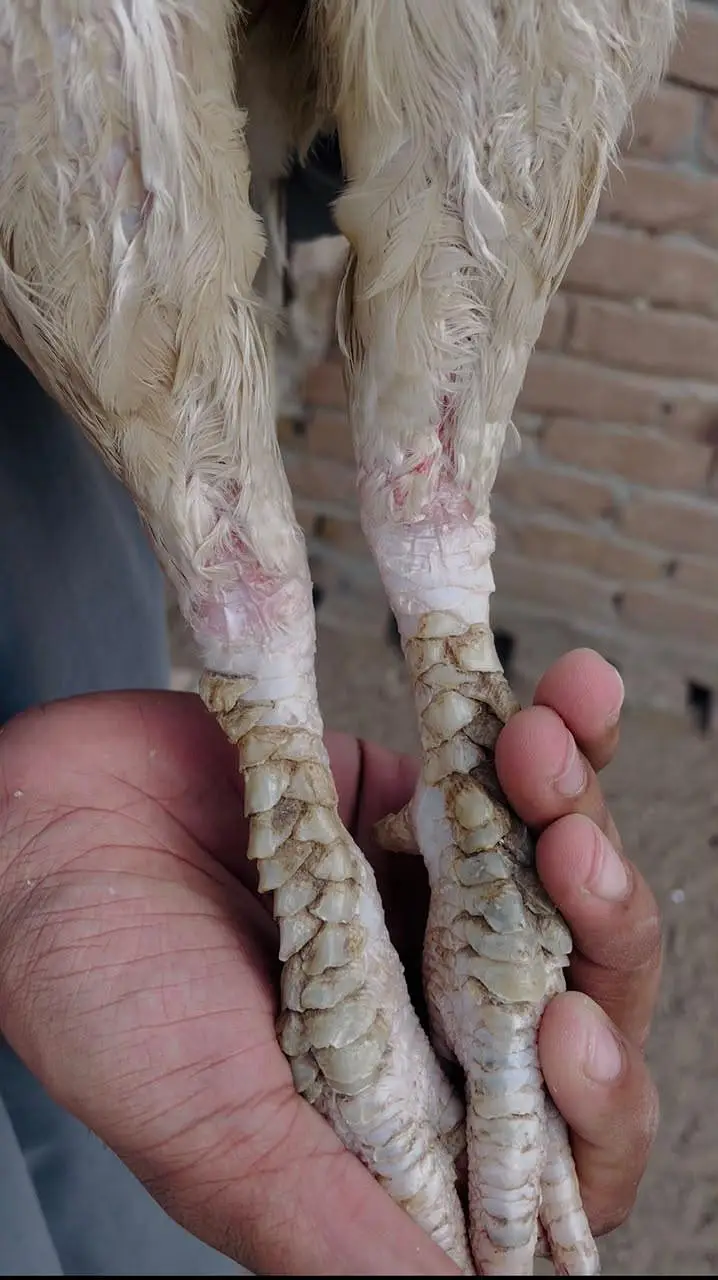 Heera Boski breeder and chicks — photo 4