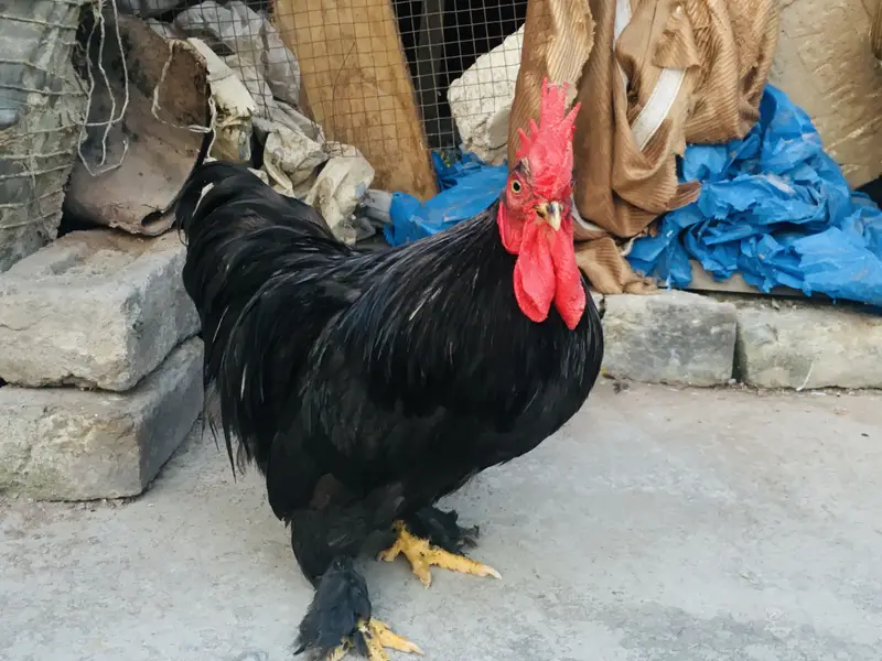 Buff bramah limited quantity import quality — photo 2