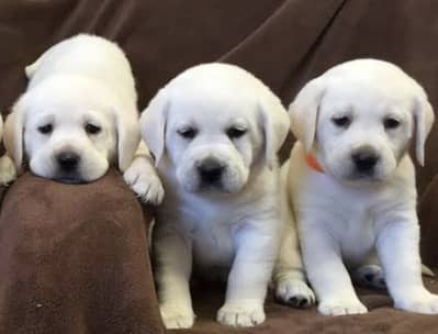 Imported Labrador puppies available high-quality